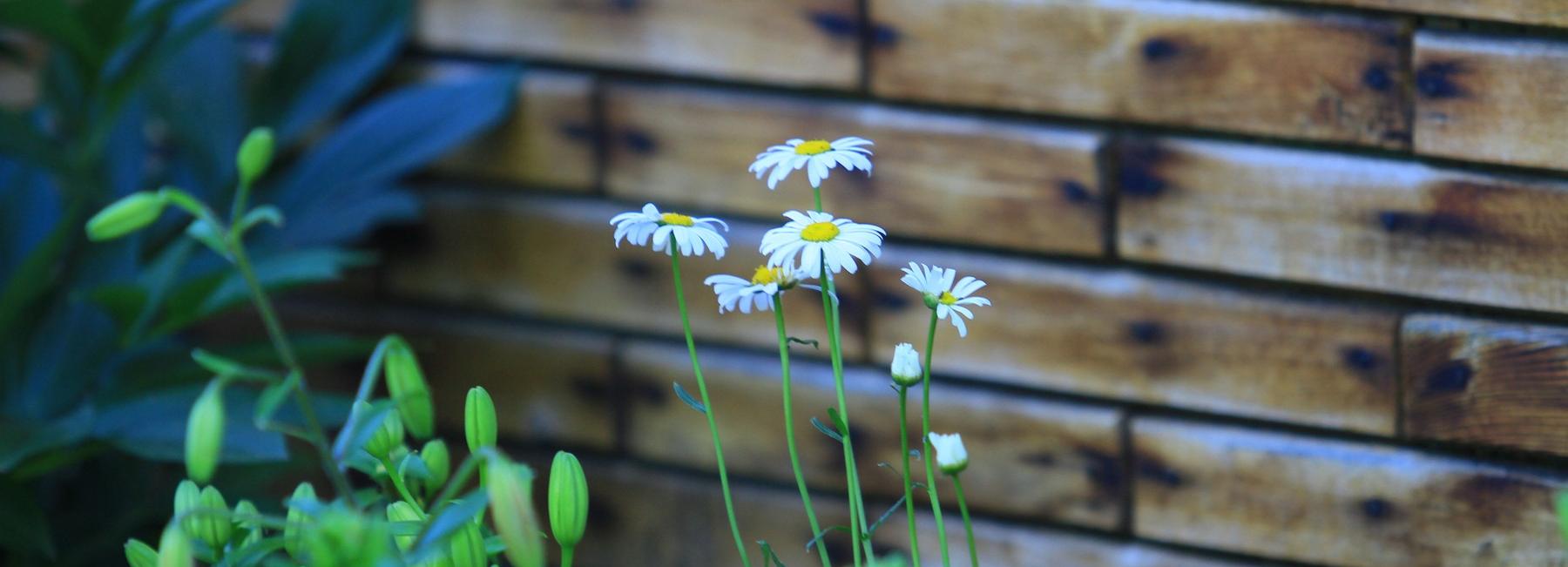 Косить зелёную траву у дома просят новосибирцев пожарные