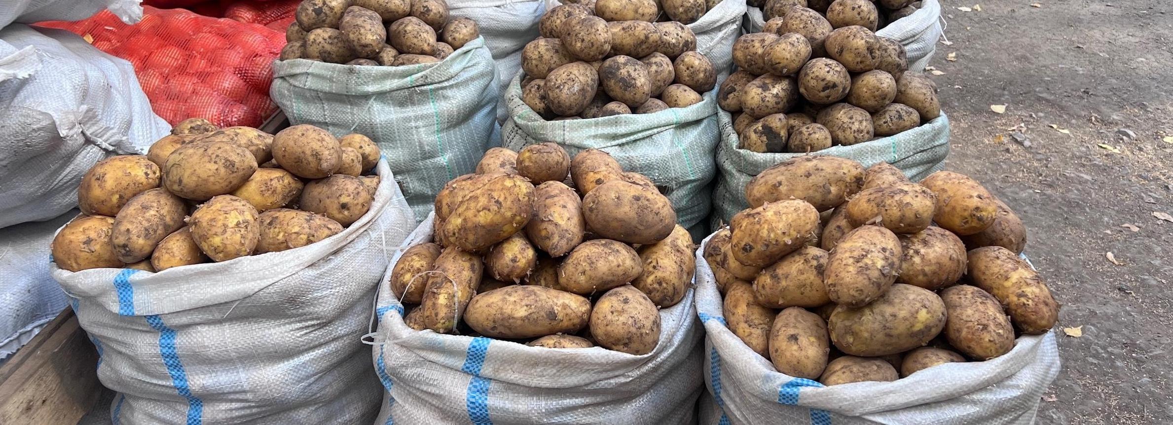 Выпускница НГУ выиграла 200 тысяч за научный ролик про картофель