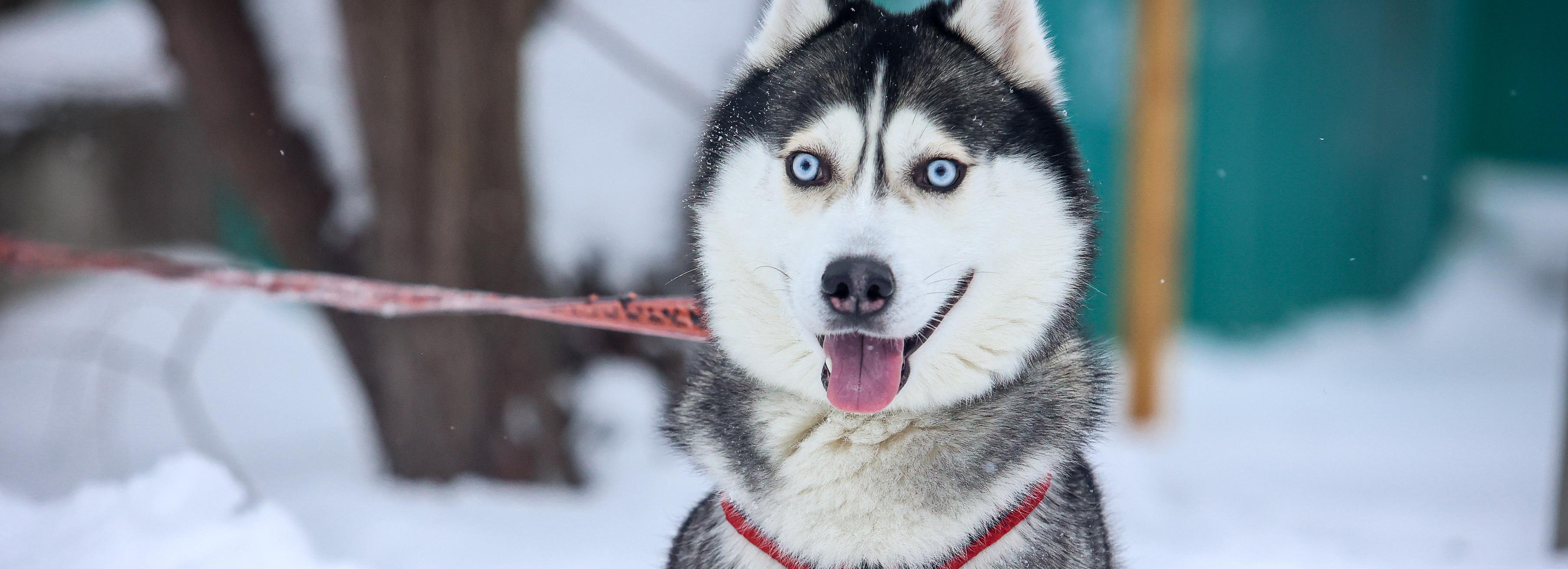 Январь 2025 года вошёл в тройку самых тёплых в Новосибирской области