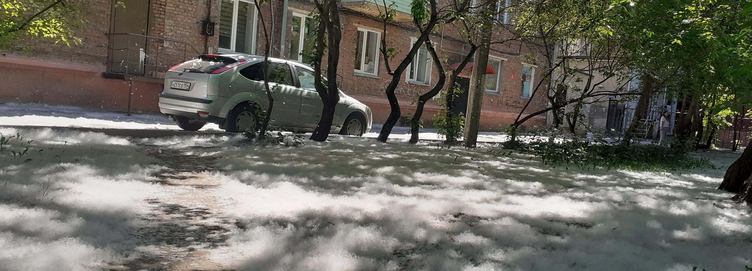 Об опасности тополиного пуха предупредили жителей Новосибирска