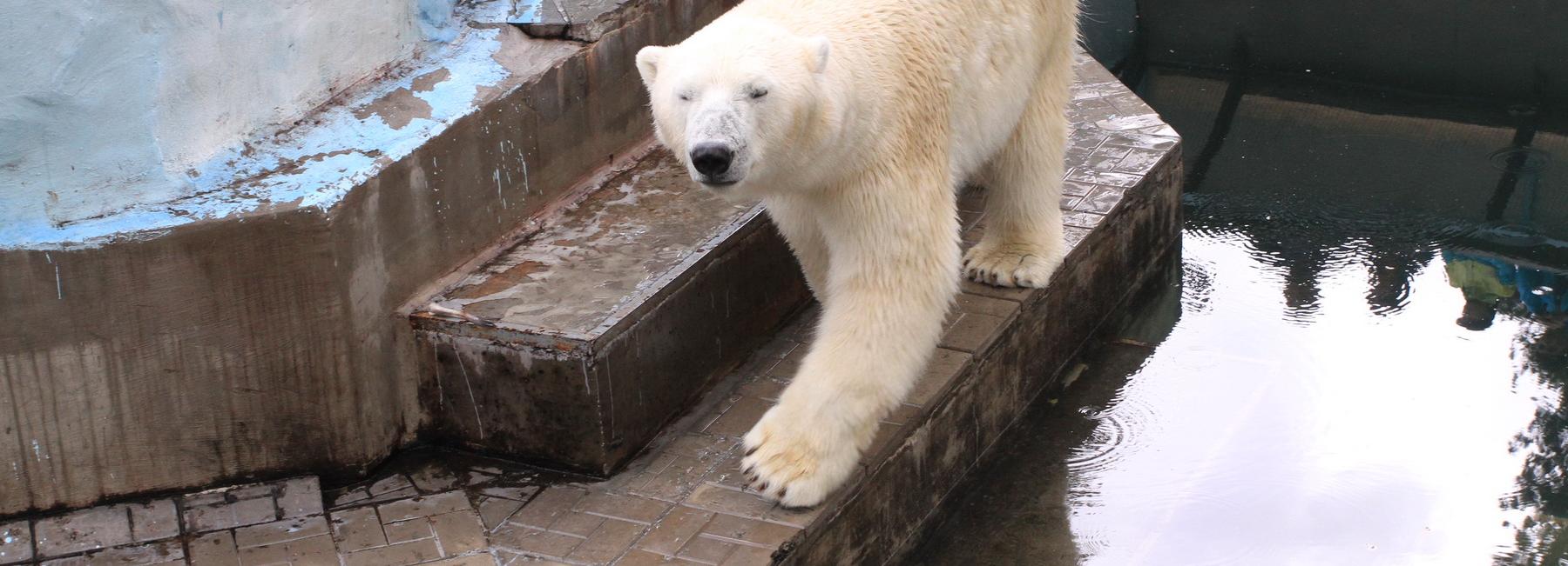 Если вы пропустили: валенки с Путиным, мама Шилка и золото с ладонь