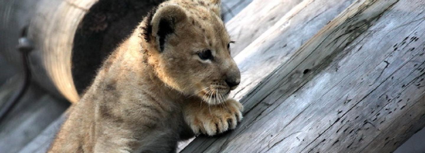Бесплатный вход в зоопарк пообещали семьям мобилизованных в Новосибирске
