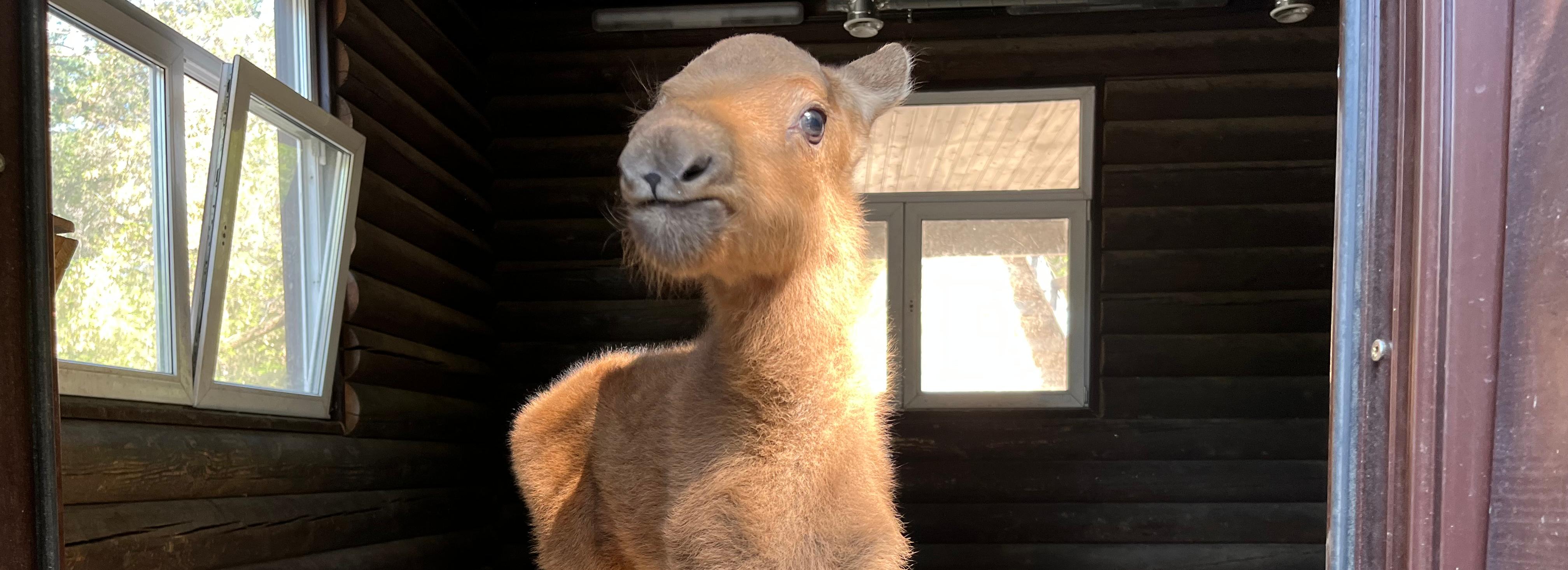 Прибившегося к стаду коров лосёнка забрал Новосибирский зоопарк