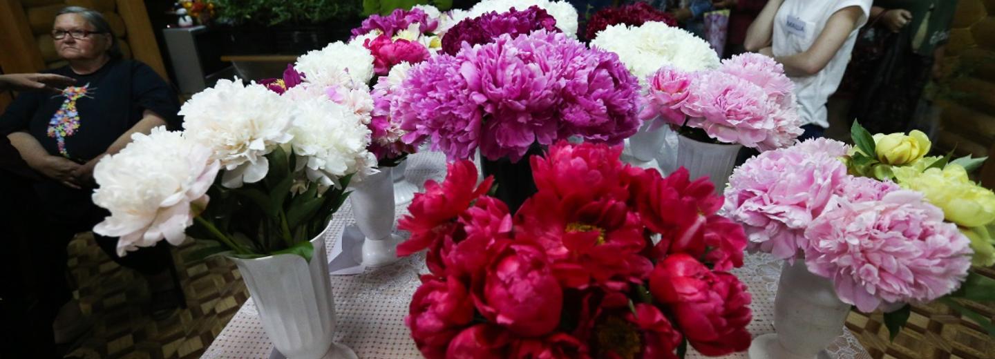 «Благодарный цветок»: сто сортов пионов показали в Новосибирске