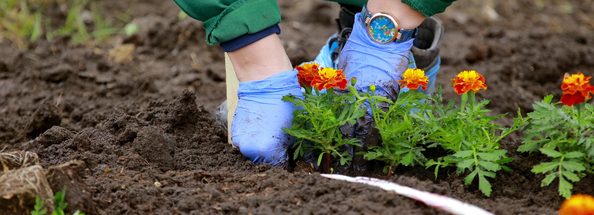 Цветы во дворах домов и школ Новосибирска высаживает совет матерей