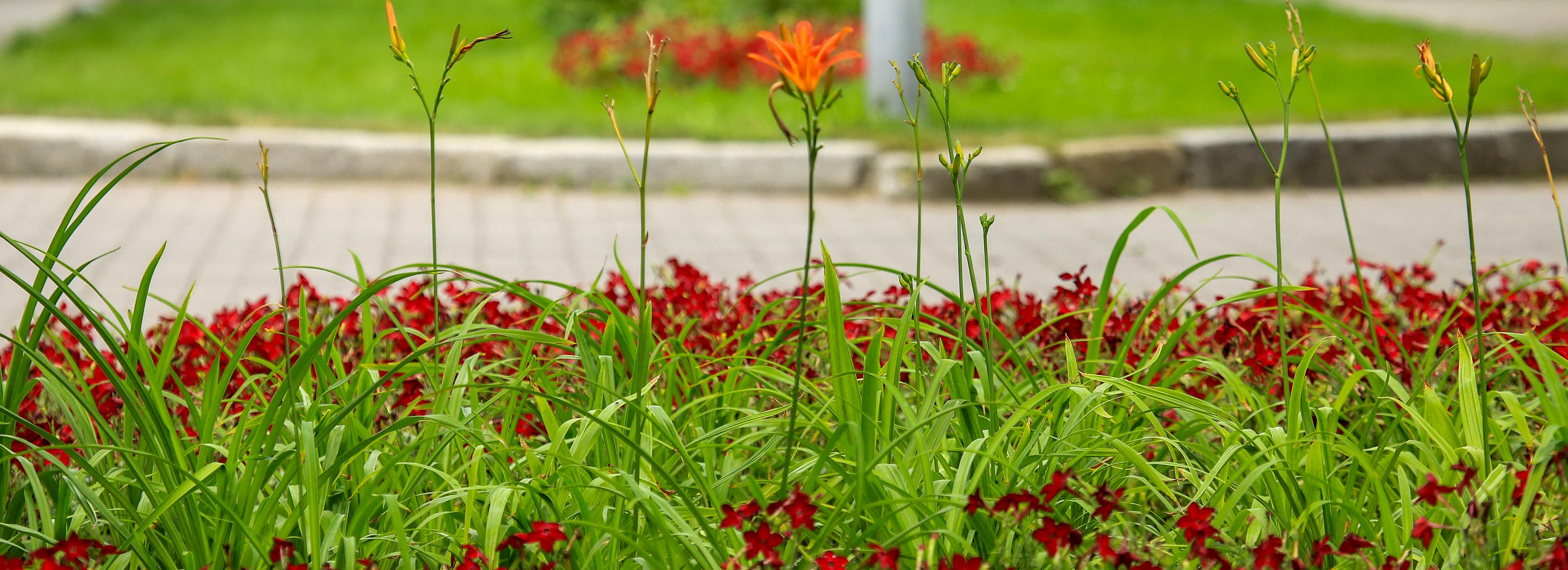 «Ельцовка», «Крылья Сибири», «Изумрудный» — голосуем за названия скверов