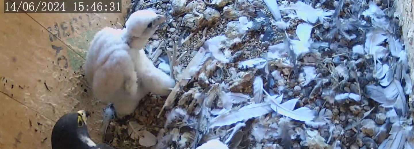 Сапсаны в 7-й раз вывели птенцов на крыше жилой высотки в Новосибирске