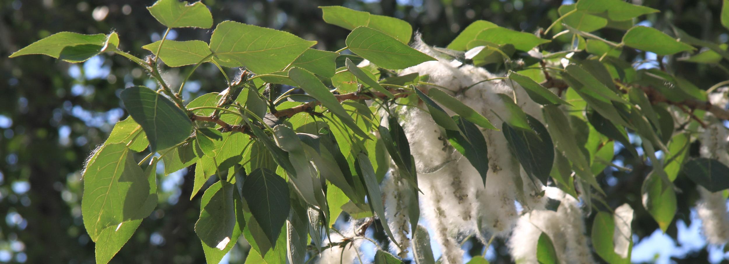 Опасный тополиный пух — как уберечься от беды