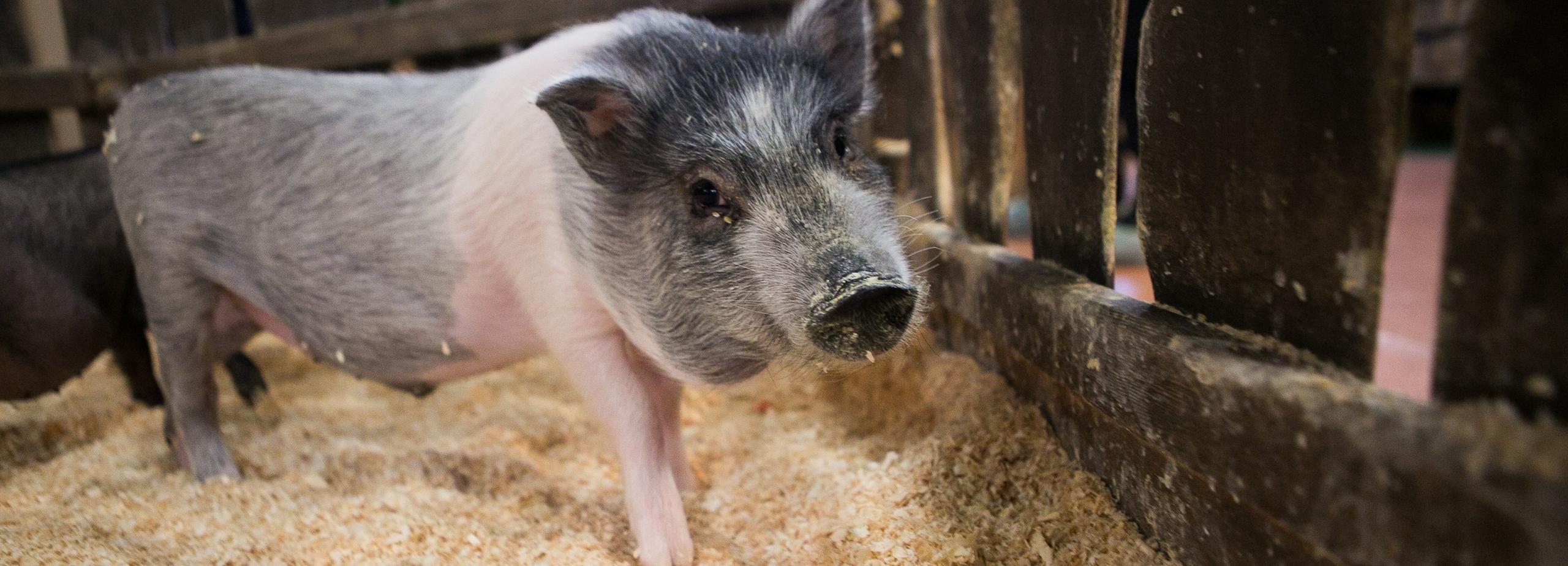 Вспышки африканской чумы свиней опасаются новосибирские ветеринары