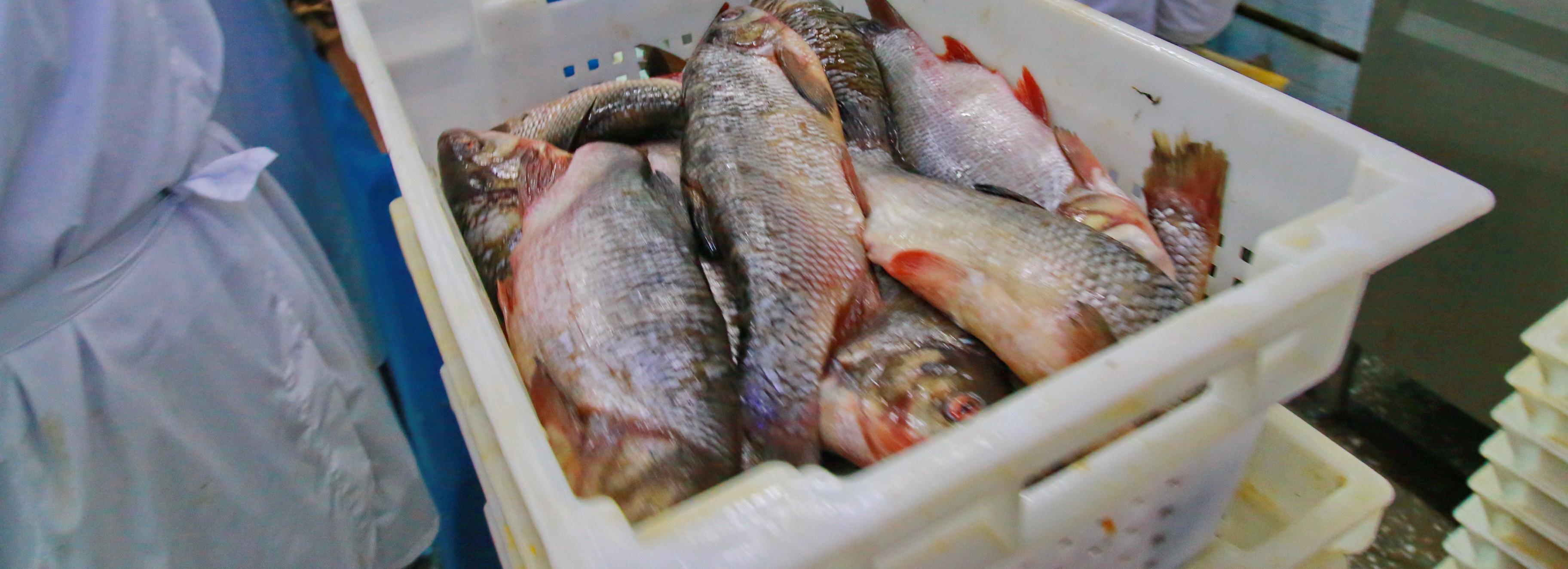 83 тонны радужной форели из Узбекистана завезли в Новосибирск