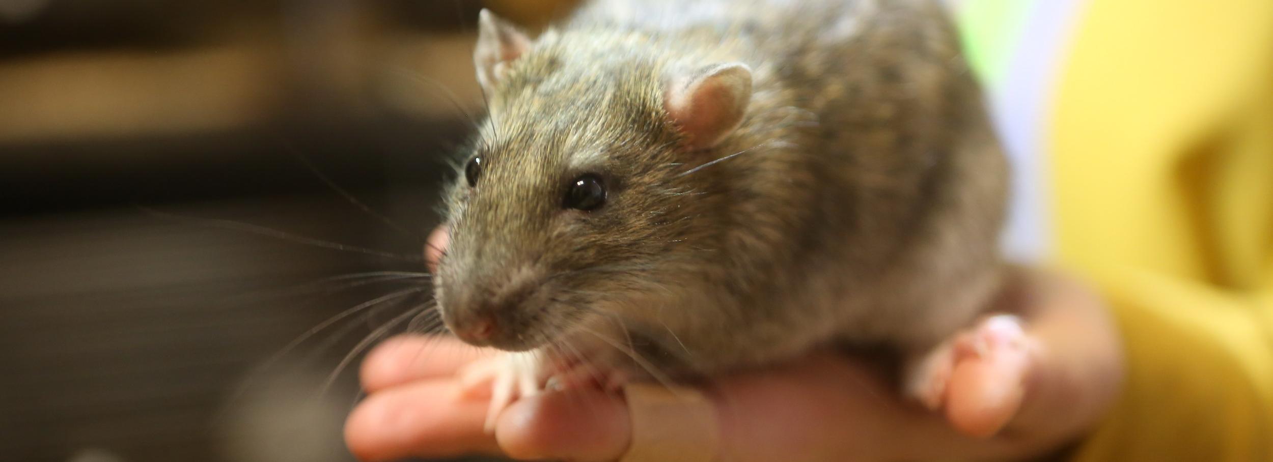 Юннаты выявили ДНК банана и изучили крыс с учёными ИЦиГ СО РАН