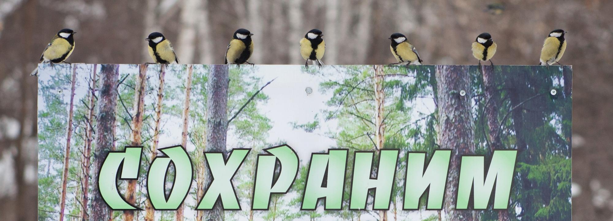 Новосибирск наводнили большие синицы — орнитолог объяснил почему