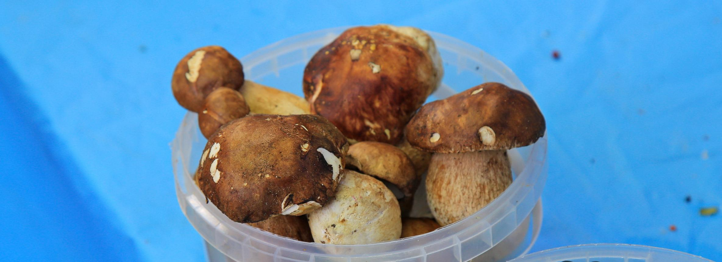 Греби грибы: что нужно знать грибнику