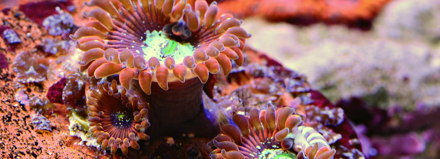 Ценные кораллы из Дубая обнаружили у пассажира аэропорта Толмачёво