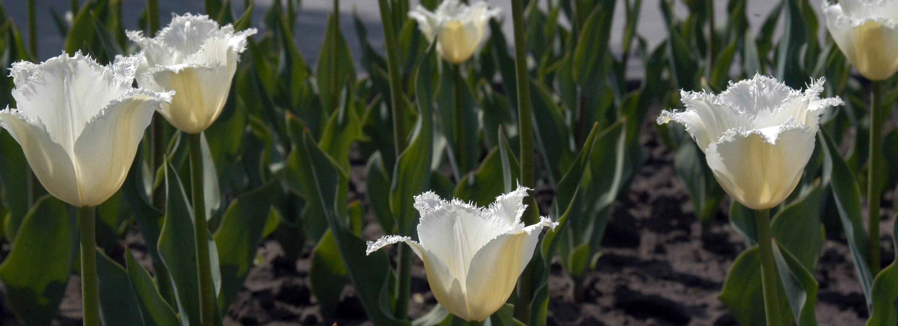 Мусор обменяют на семена цветов в частном секторе Новосибирска