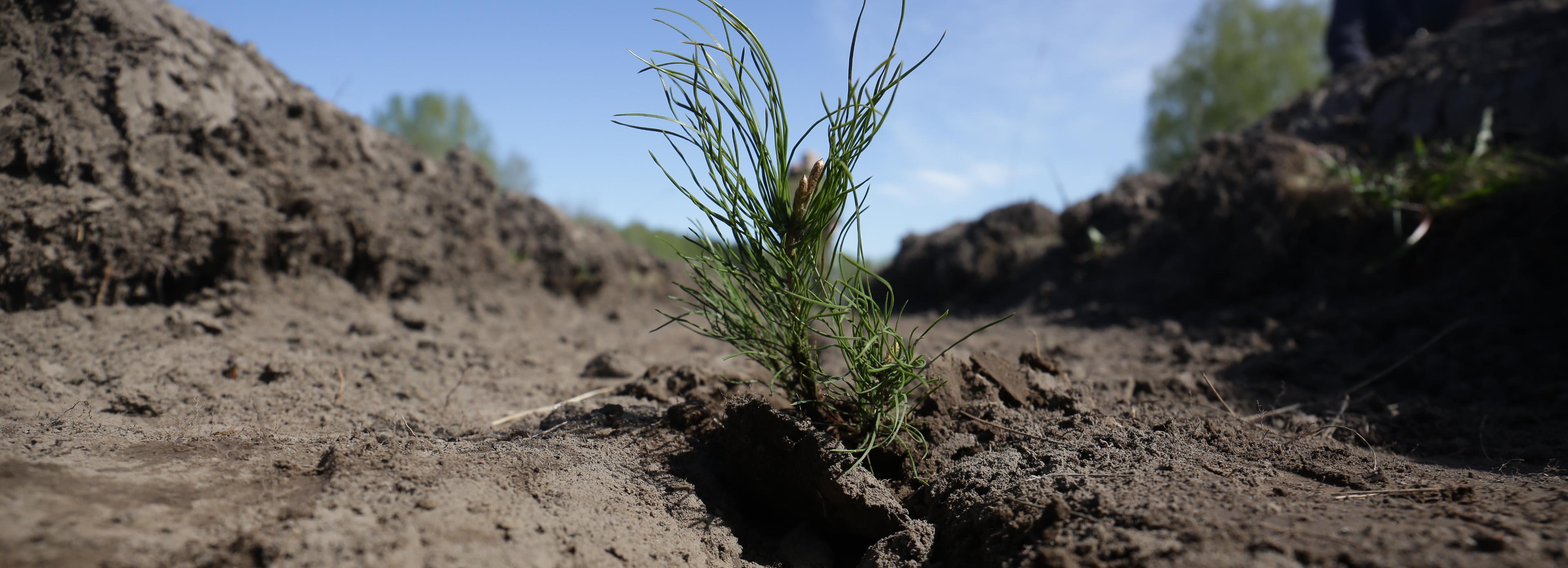 Горячий телефон: в мэрии ответят на вопросы о лесах и зелёных зонах