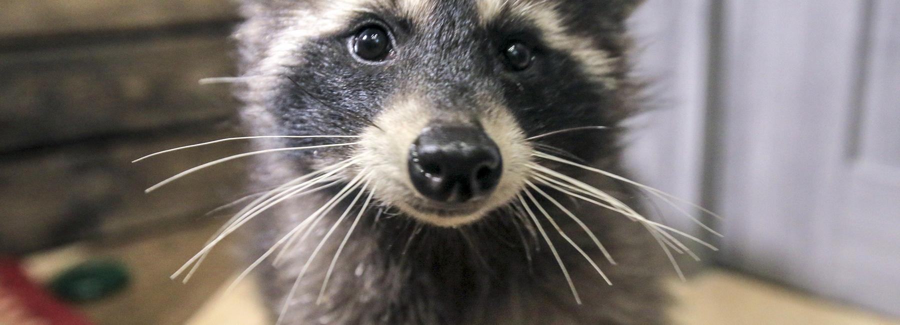 «Добрый урожай»: новосибирцы понесли в зоопарк кабачки и яблоки с дач