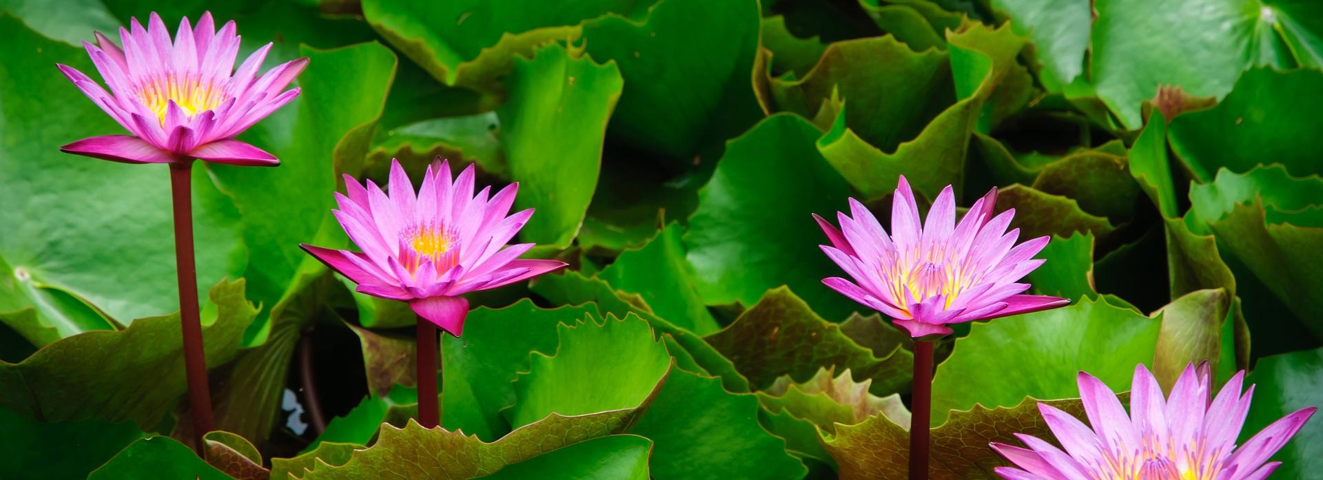 Сакура, лотосы и маральник: где цветут и как туда добраться