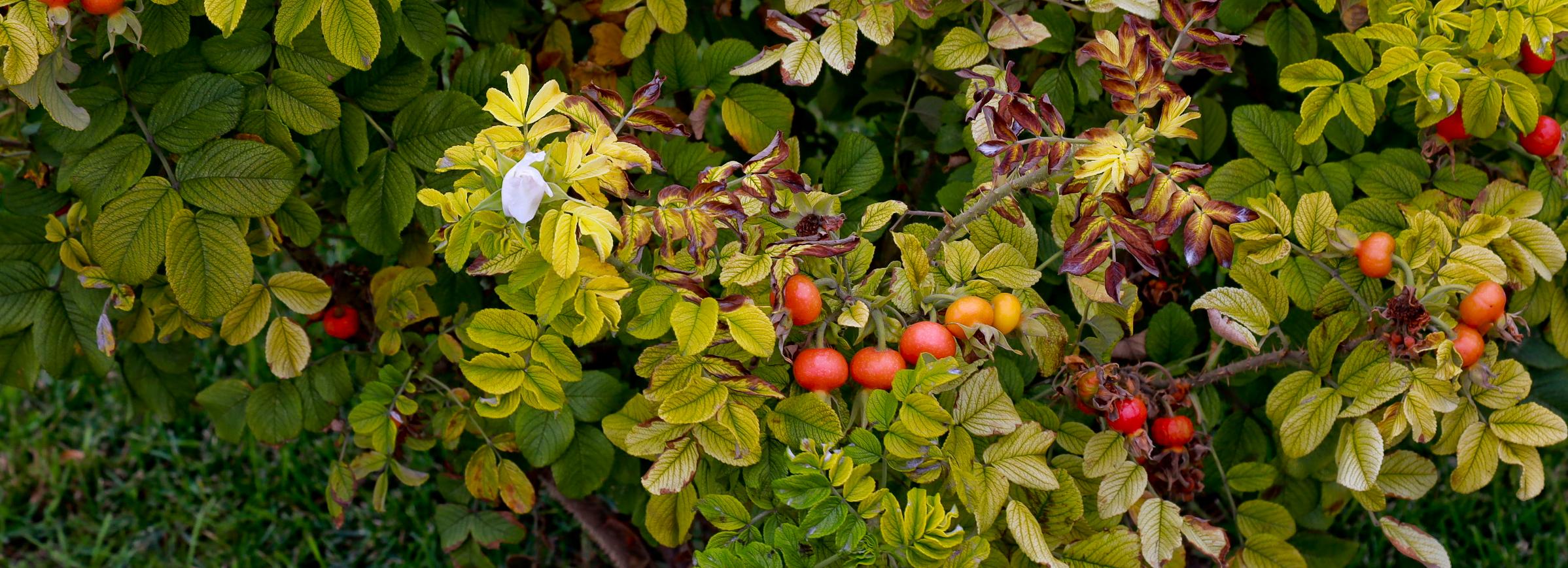 К середине недели в Новосибирске начнёт холодать