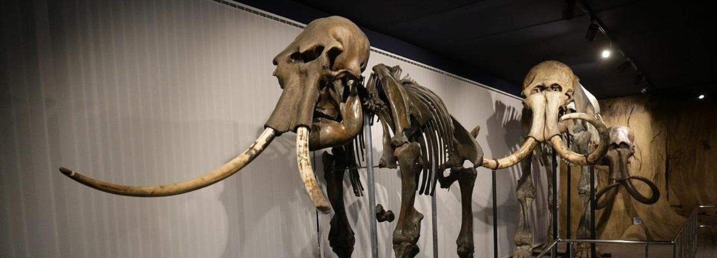 Музей природы закрыли на несколько дней в Новосибирске