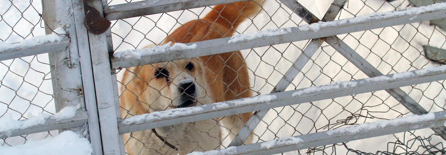 Грант от президента получила новосибирская больница для бездомных животных