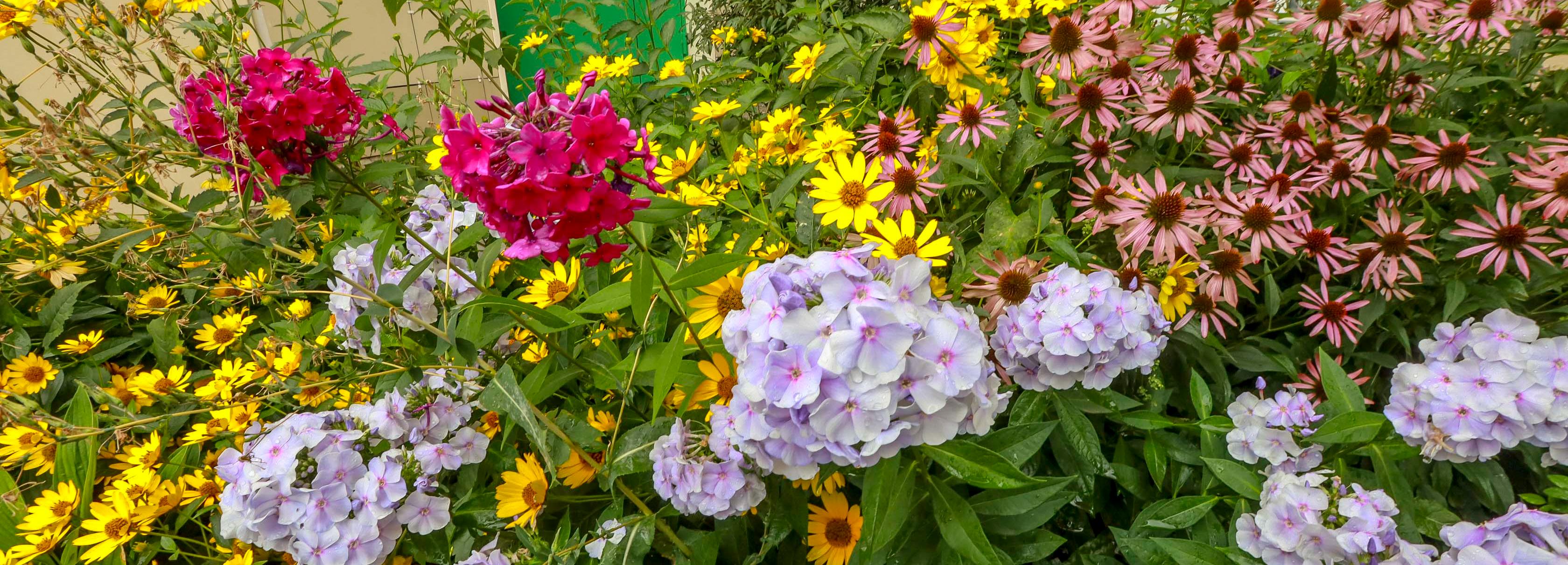 Стартовал финал конкурса «Лучшая клумба Новосибирска — 2025»