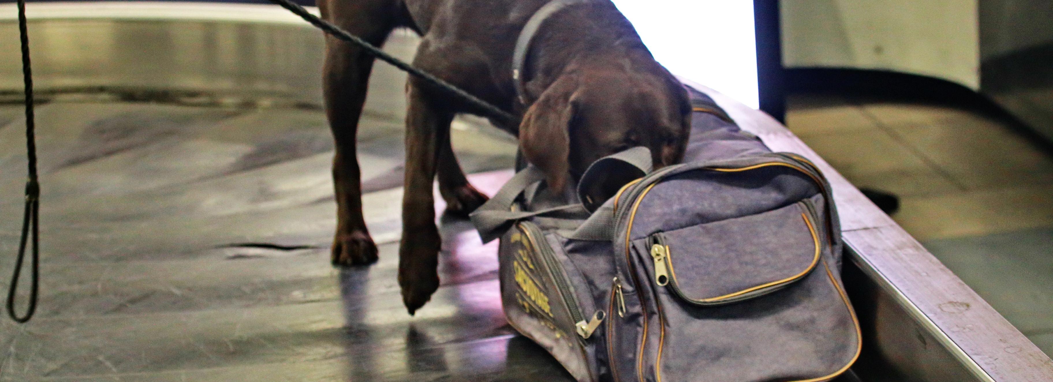 Собака Ярс учуяла 400 стиков в багаже иностранца в Толмачёво