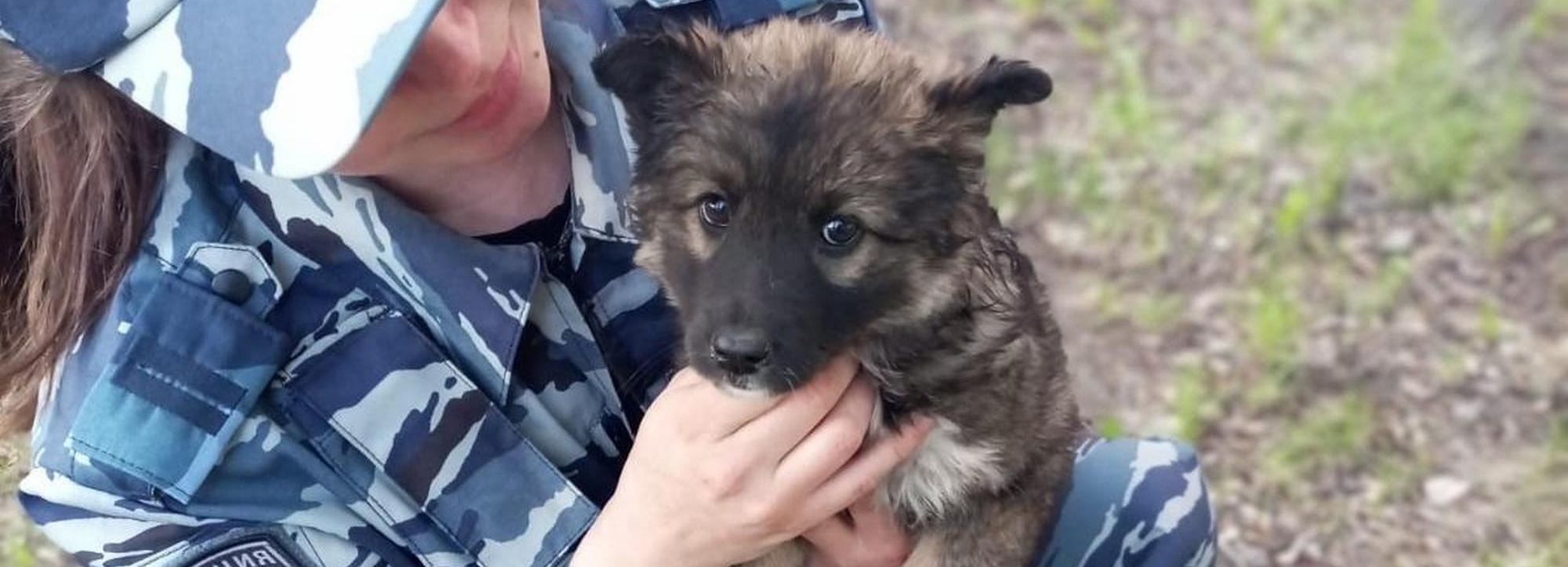 Полицейские в Новосибирске ищут хозяина найденному щенку