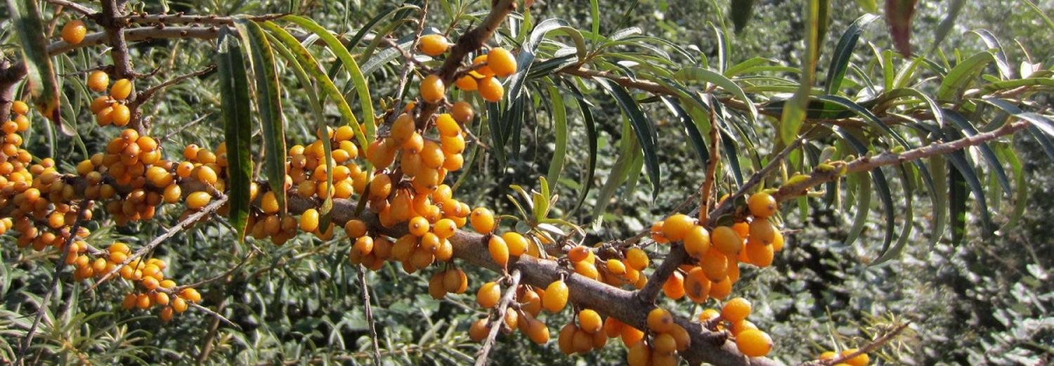 Фиточай из листьев облепихи предлагают новосибирцам учёные СО РАН