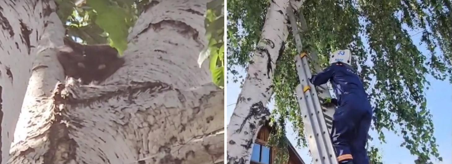 Напуганную чёрную кошку сняли с дерева новосибирские спасатели