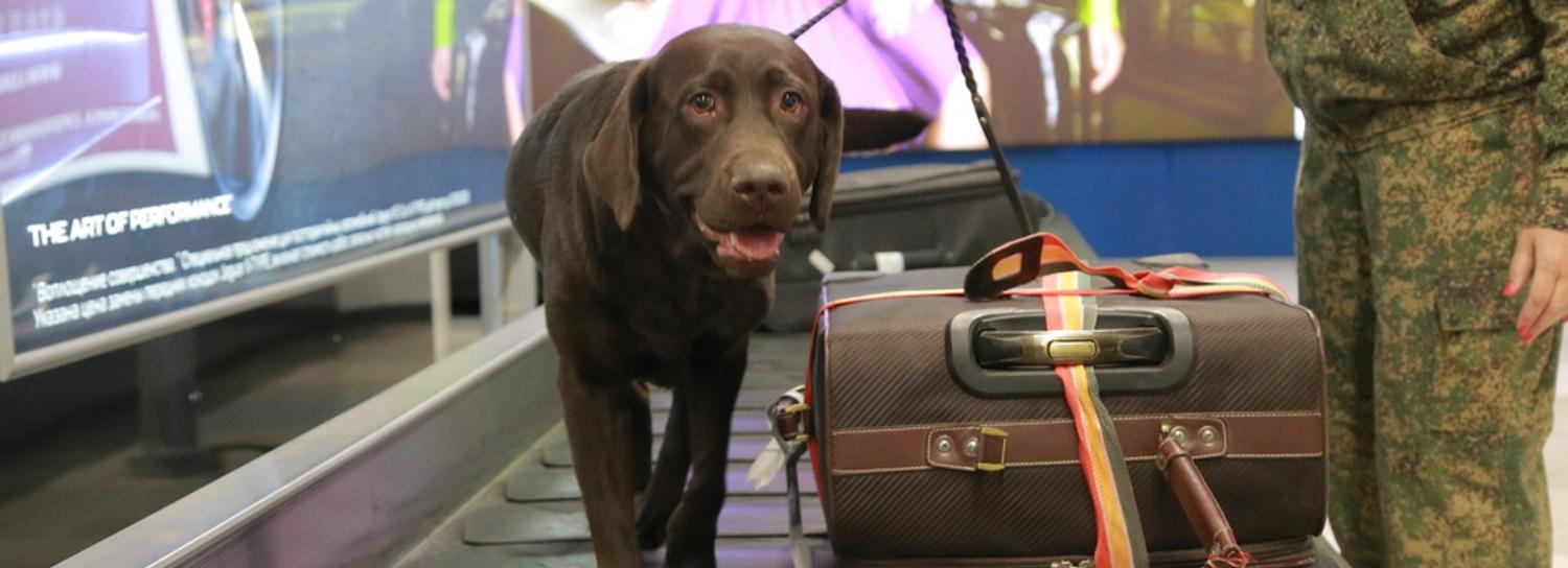 Таможенные собаки учуяли «лишние» деньги в Новосибирске