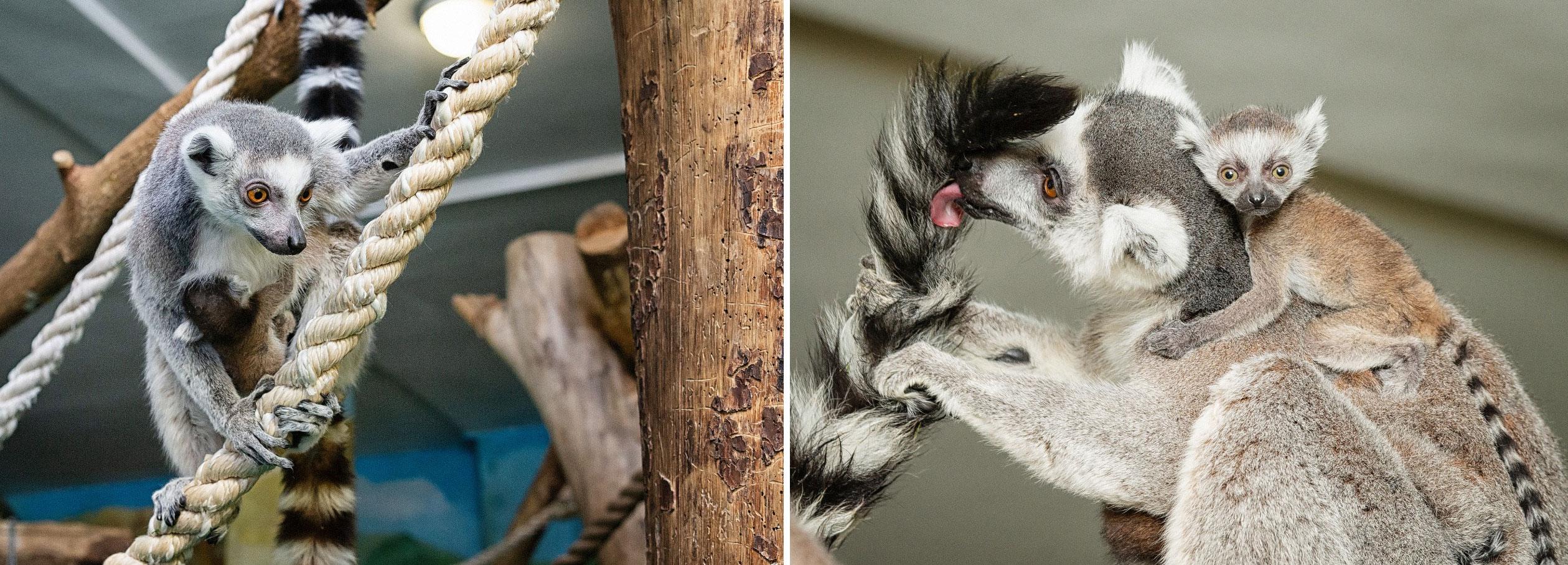 Трое малышей родились у лемуров в Новосибирском зоопарке