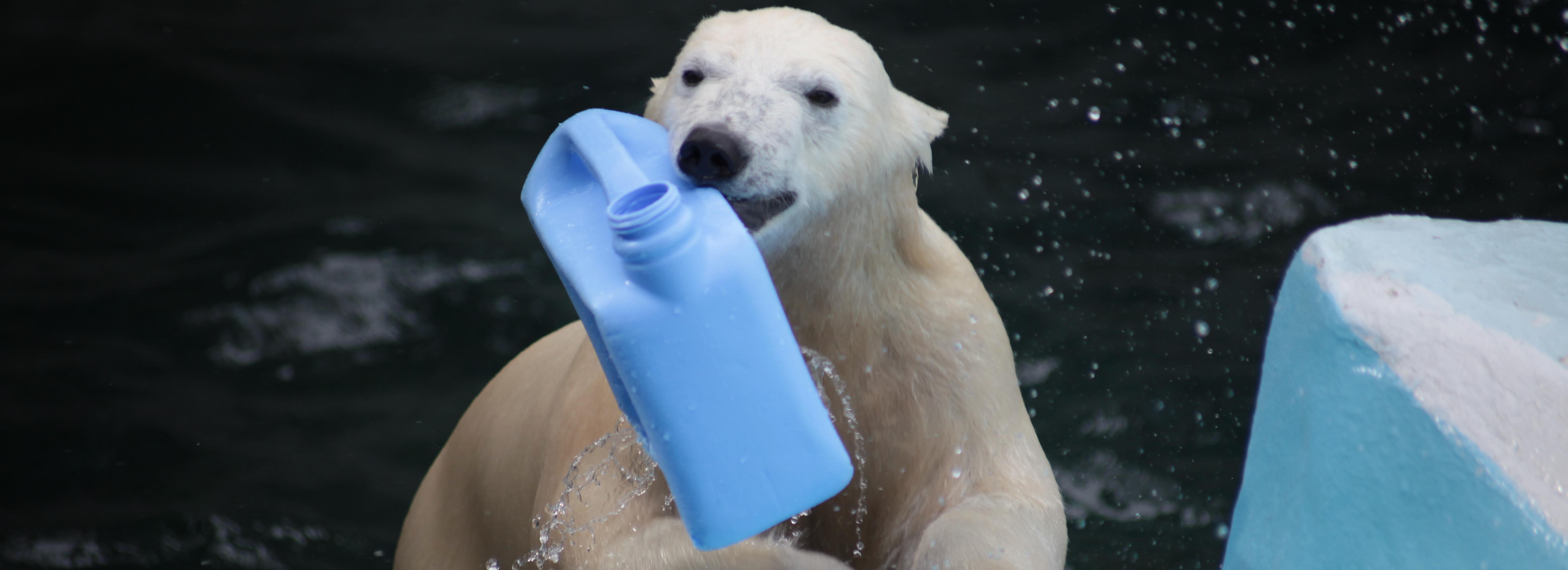 Купальный сезон открыли полярные медведи новосибирского зоопарка