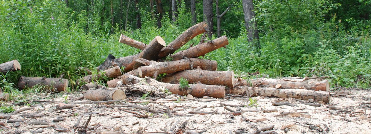 Санитарную вырубку 25 деревьев проведут в саду Дзержинского