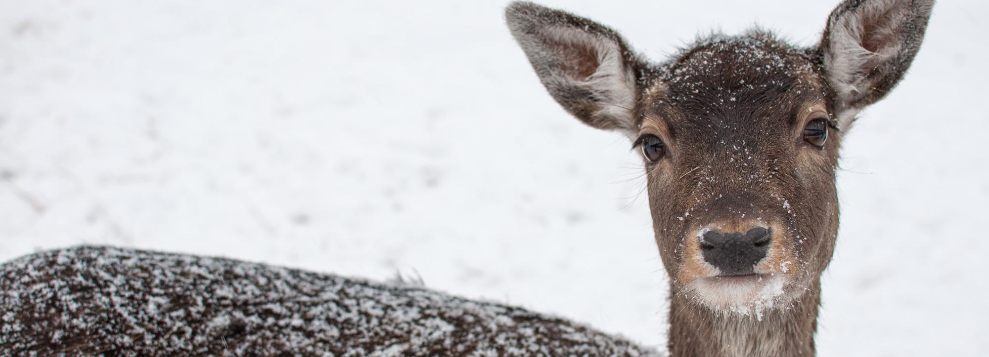 Браконьера оштрафовали за отстрел лося и косули в Новосибирской области