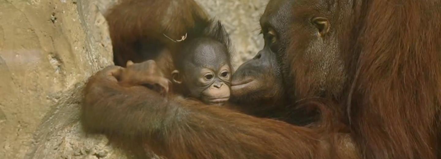 Новосибирцы выбрали имя для малышки орангутанов из зоопарка