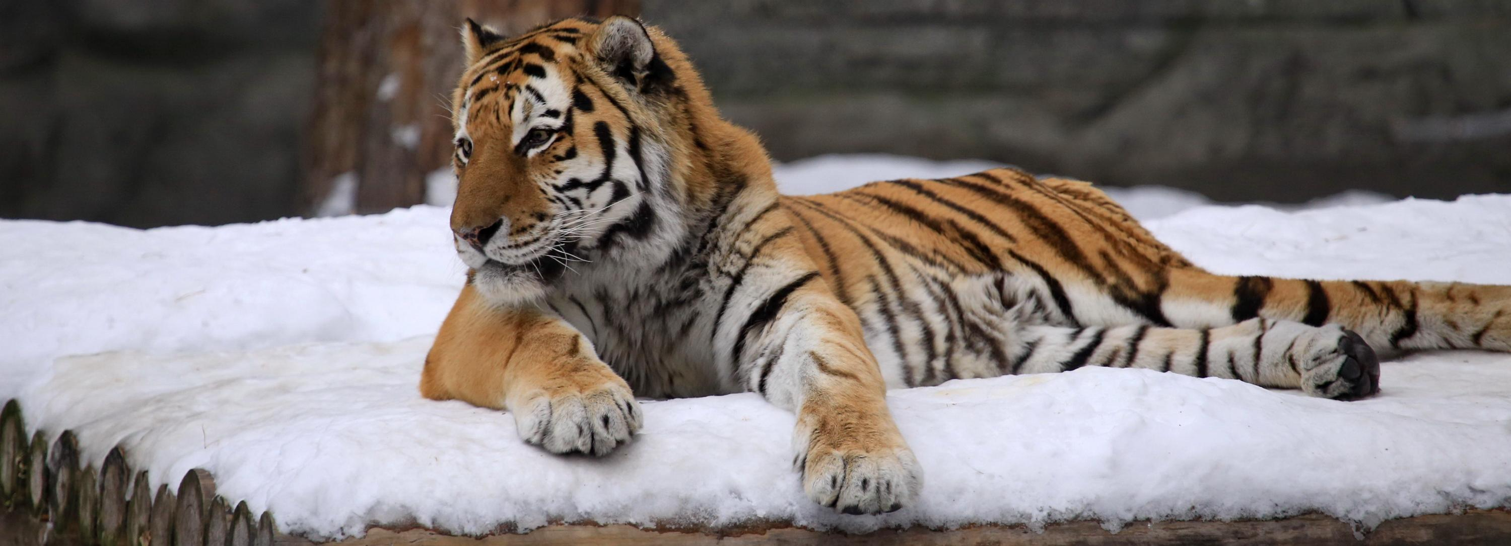 В Новосибирске остановили голосование за талисман новогодней столицы