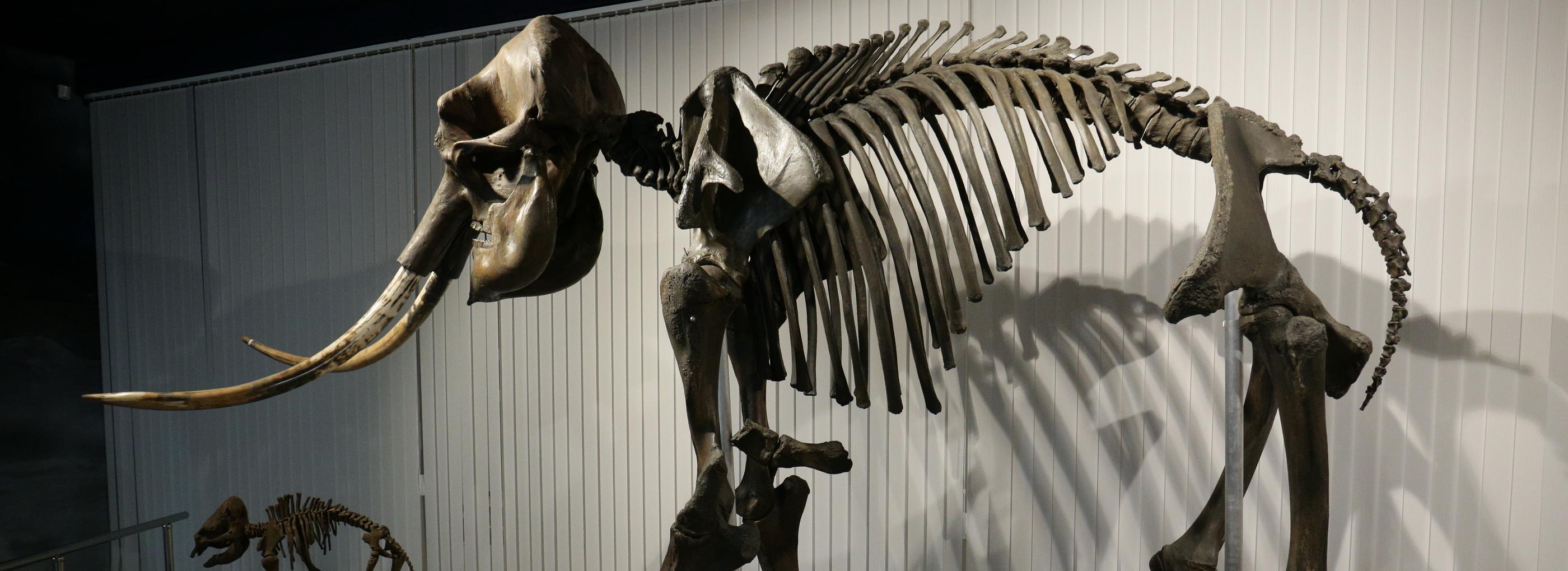 Огромный скелет мамонта из Новосибирска повезут в Казахстан