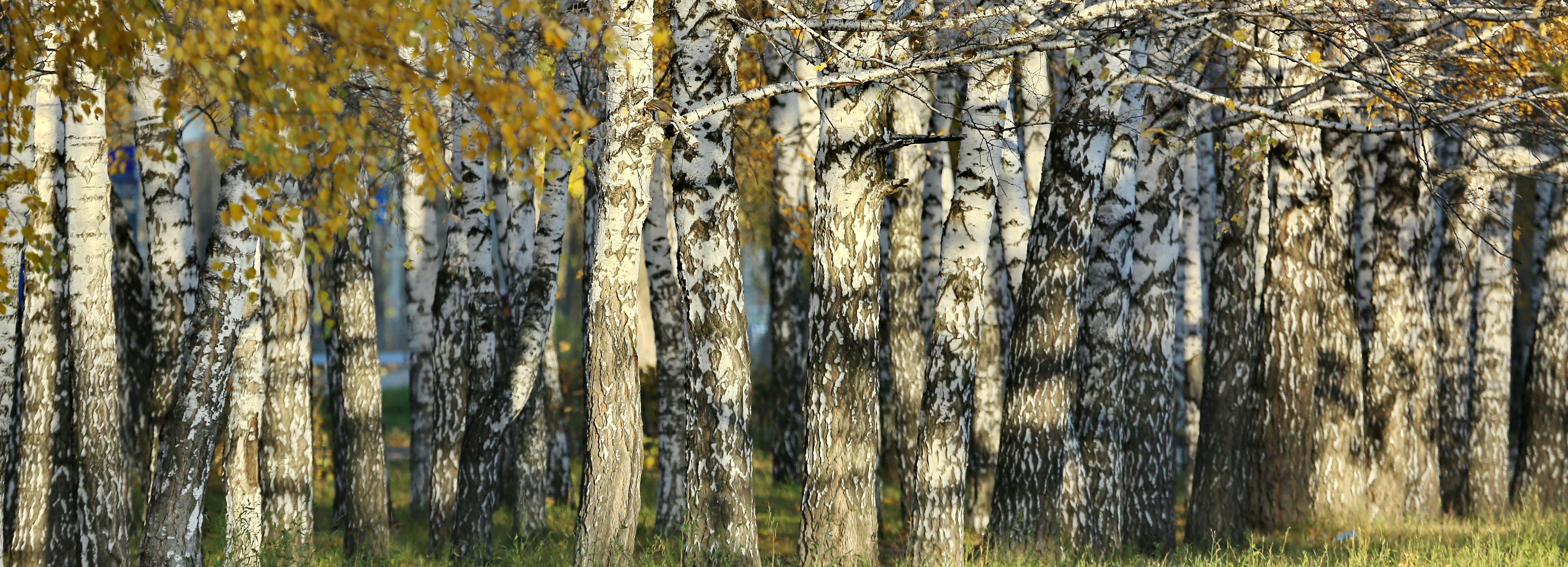 Клещи укусили 13 401 жителя Новосибирской области