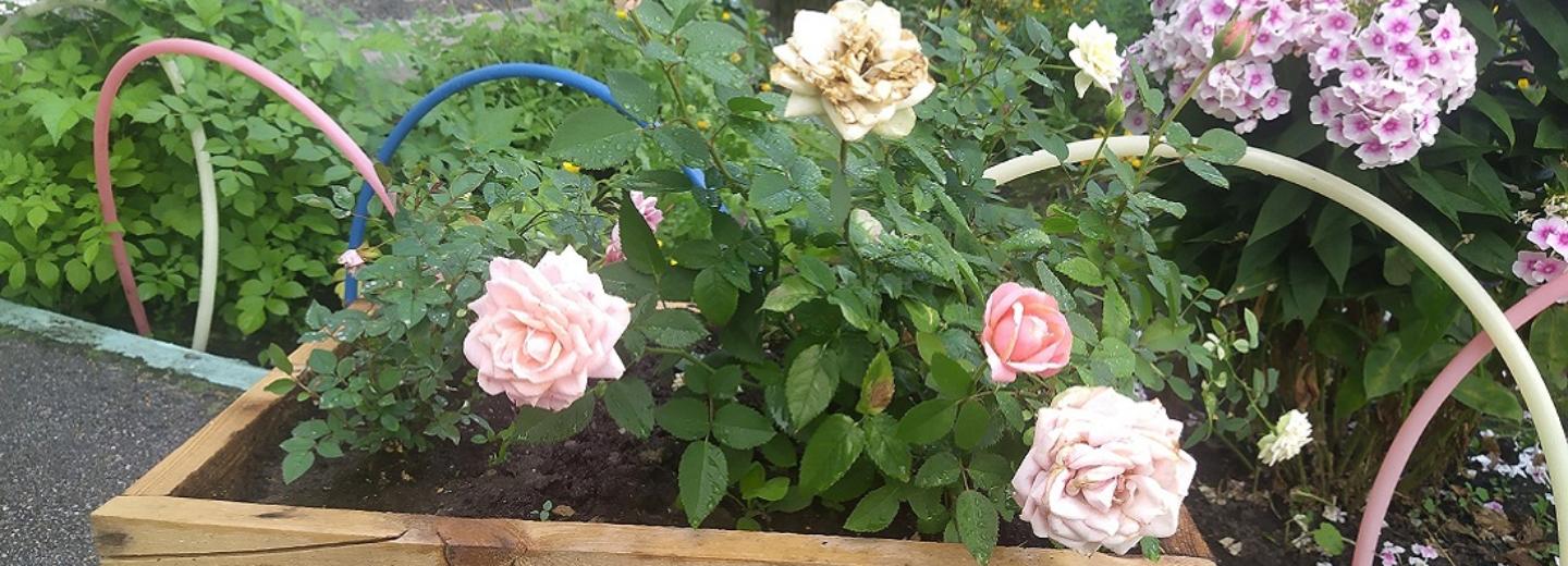 Конкурс на самую красивую клумбу Новосибирска: Берёзовая, 5/1