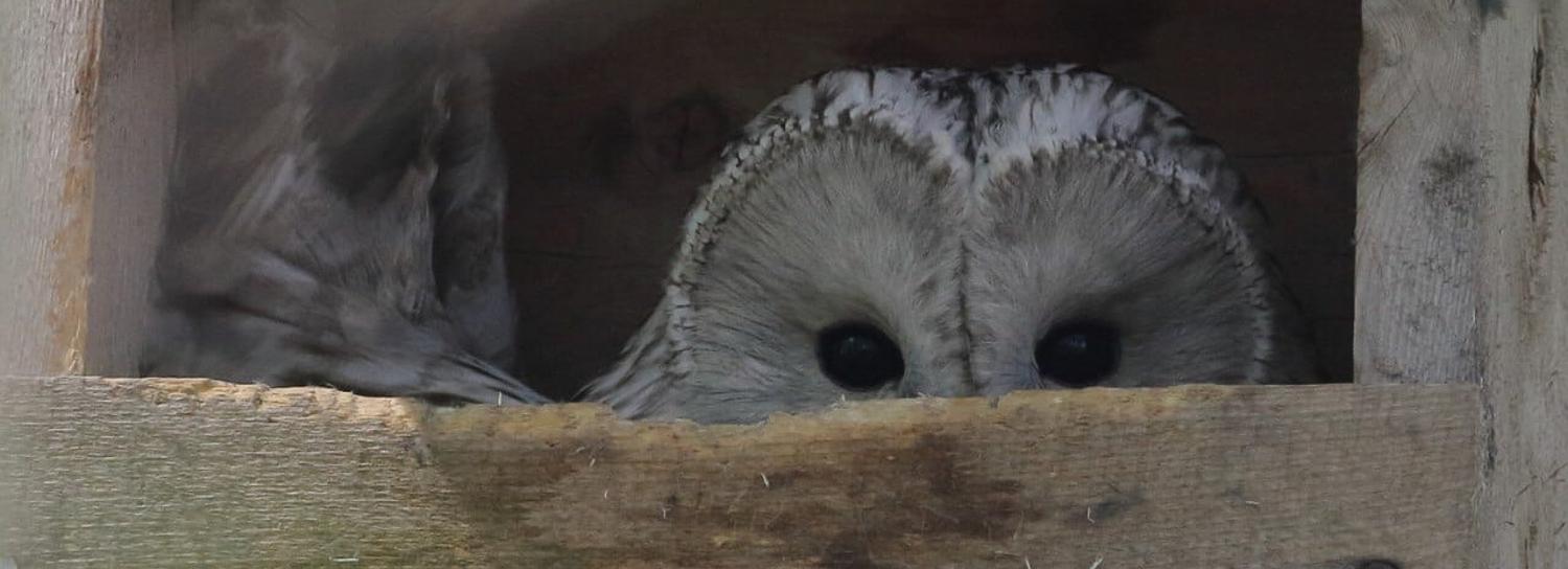 Совятам-сиротам нашли малогабаритную квартиру в новосибирском лесу