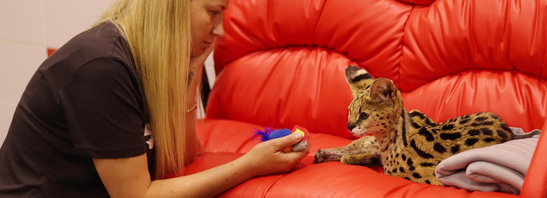 Малышка на миллион: ветеринары спасли сервала Тиффани с хрупкими костями