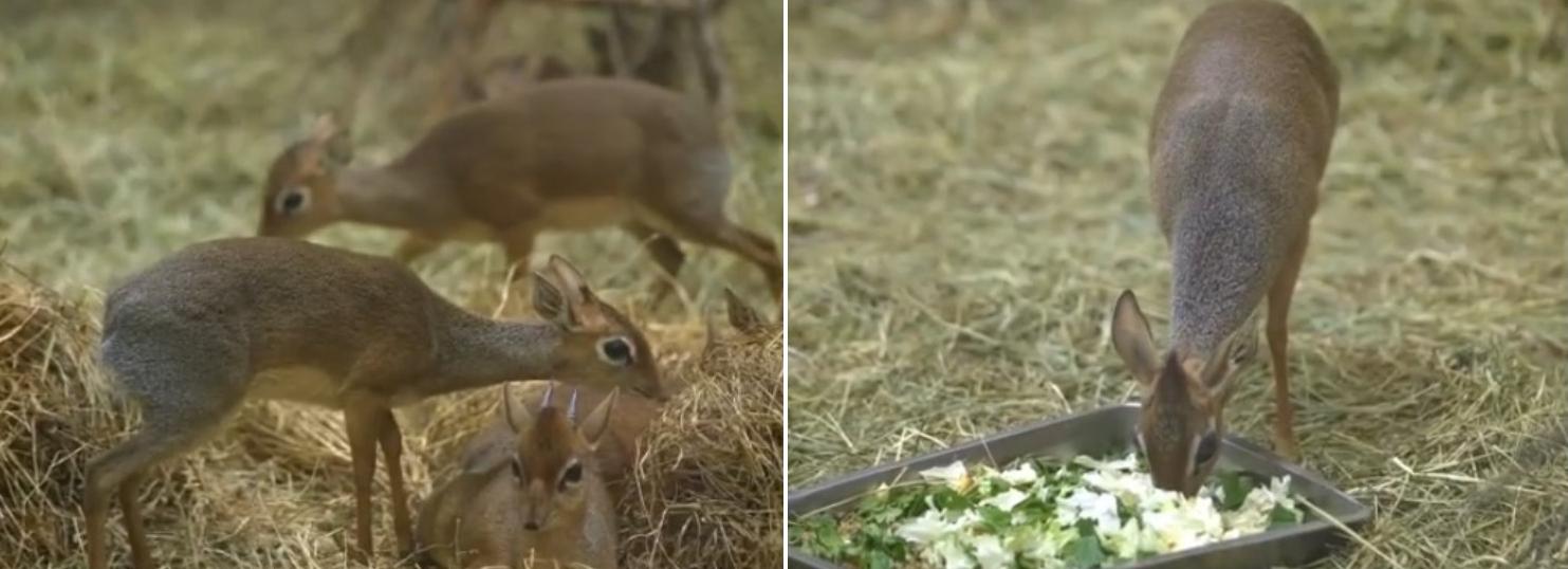 Видео с очаровательными детёнышами дикдиков показал Новосибирский зоопарк