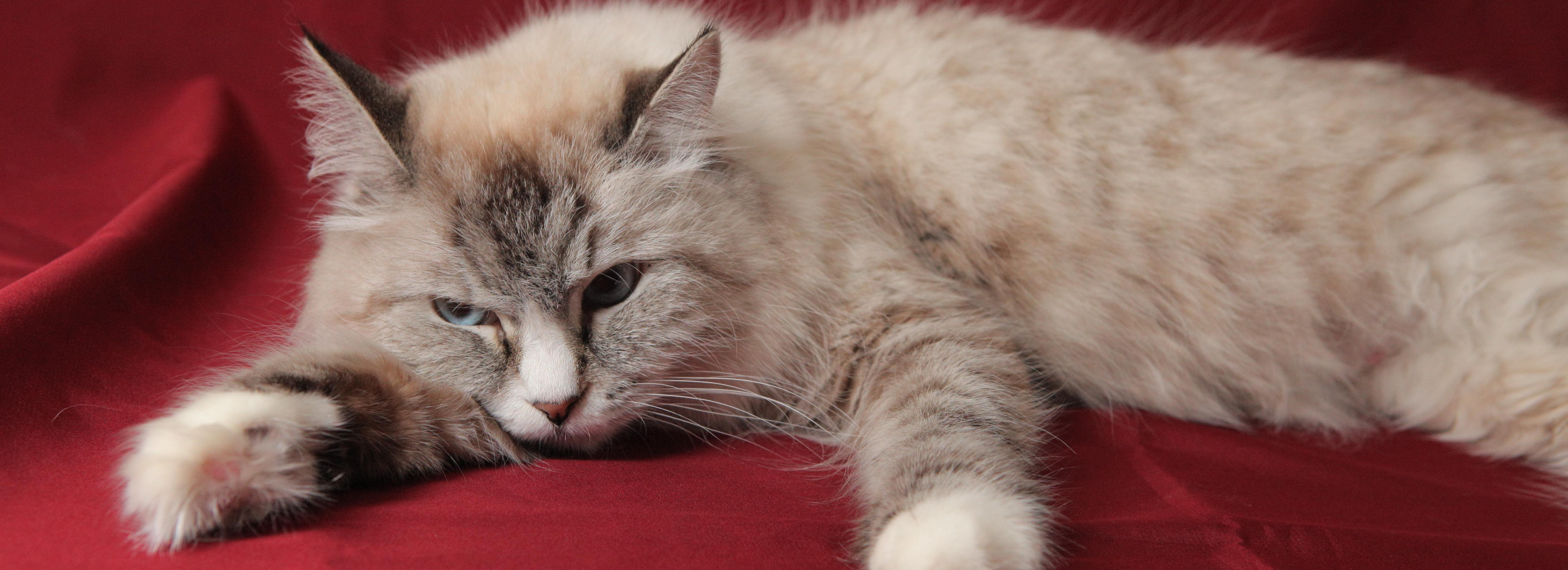 Почему кошек нельзя кормить со стола — рассказал ветврач из Новосибирска