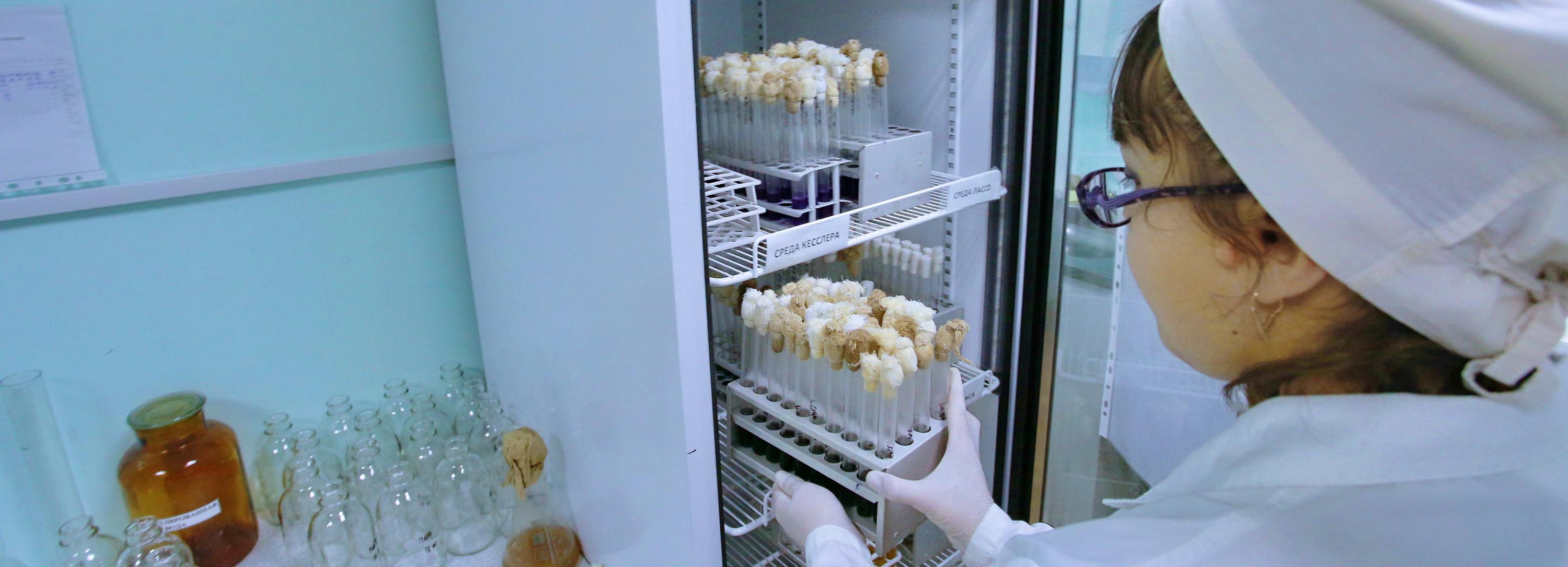 Вещества для потенциального лекарства от ковида создают в Новосибирске