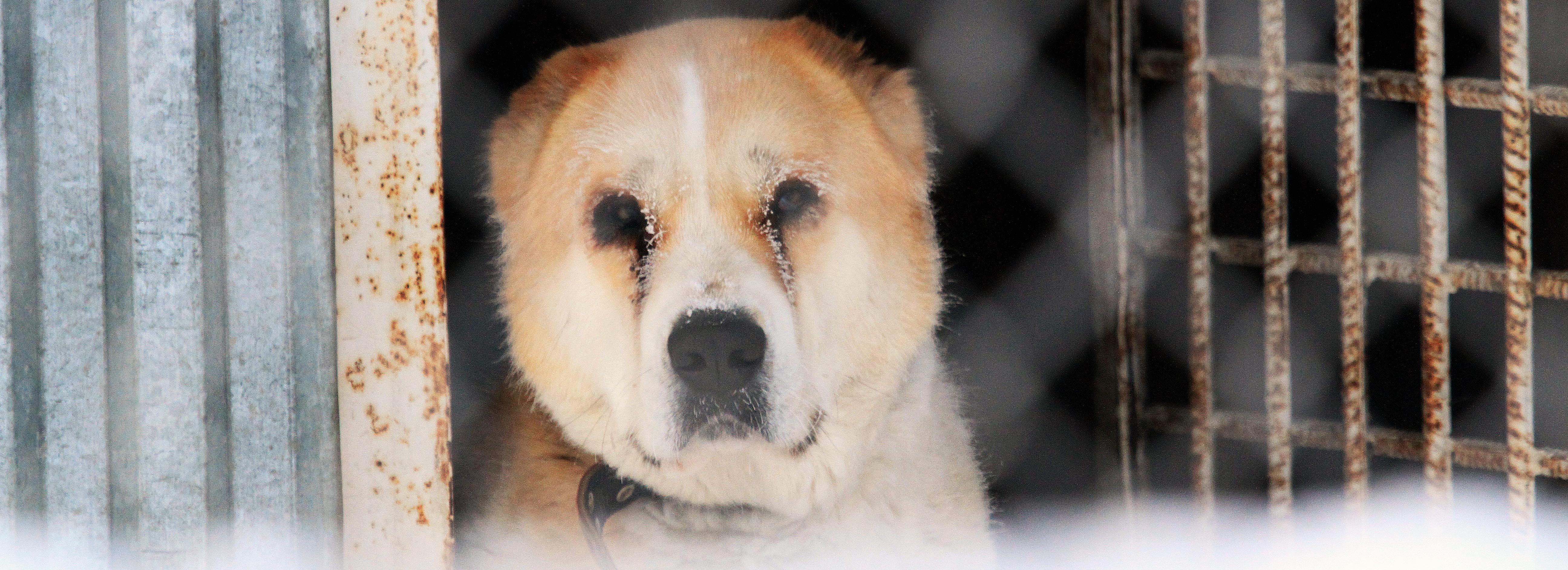 Опрос о поправках в закон об отлове собак заканчивается на Госуслугах