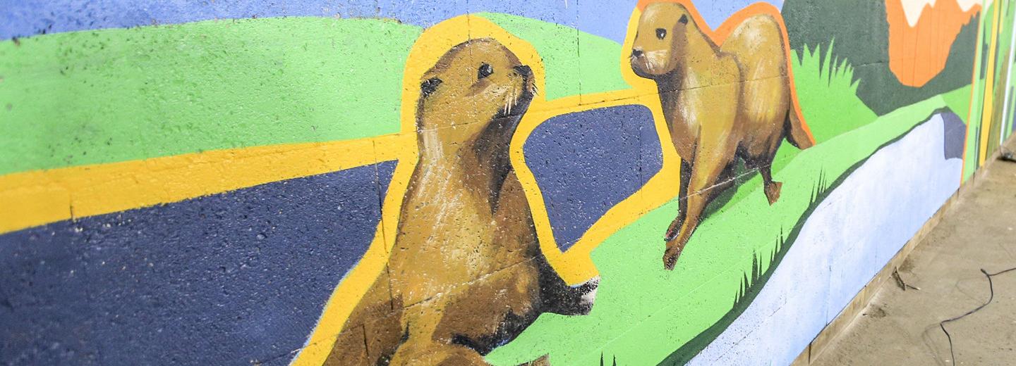 Бобры «утопили» экскаватор и лишили электричества сёла под Новосибирском