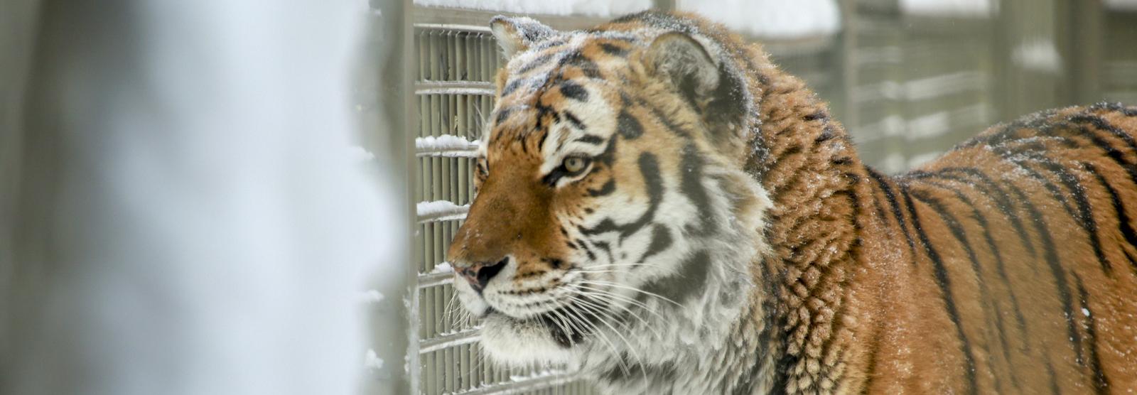 Если вы пропустили: наши в Майами, нано-трубки и внуки новосибирского тигра