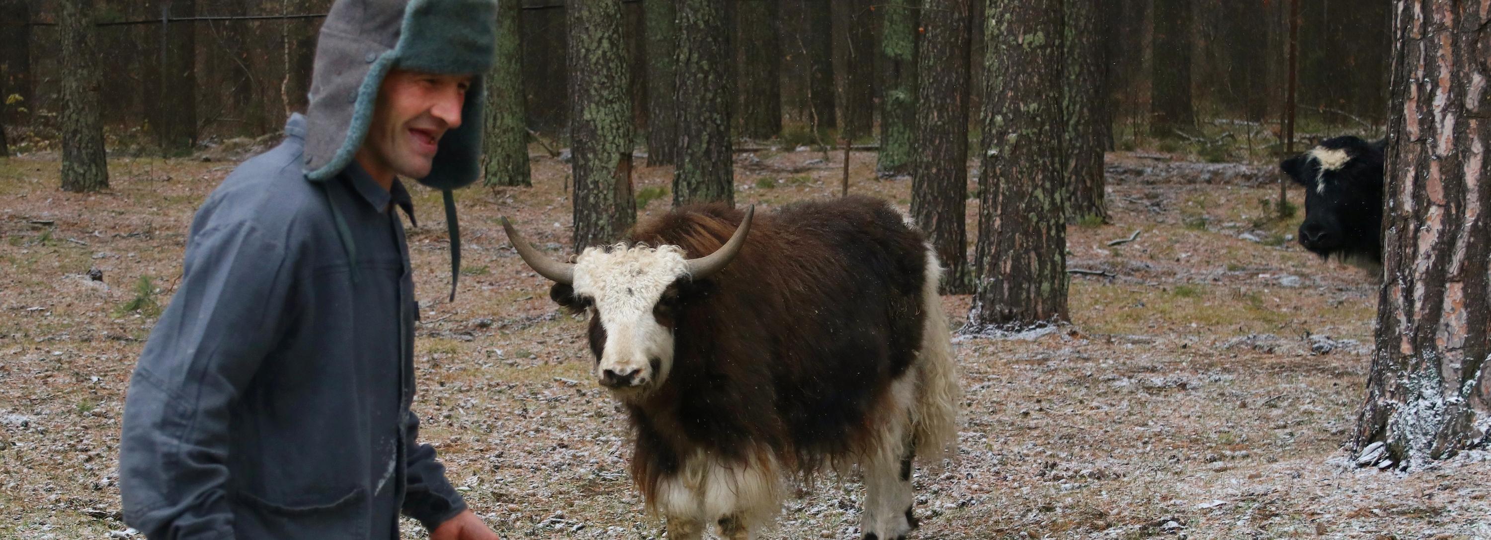 Если вы пропустили: трудовая доблесть, арбористы у ЛДС и хрюкающие яки