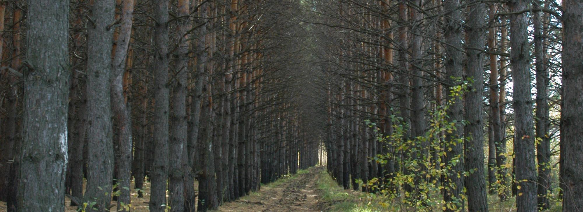 Опрос о благоустройстве Инюшенского бора запустила мэрия Новосибирска